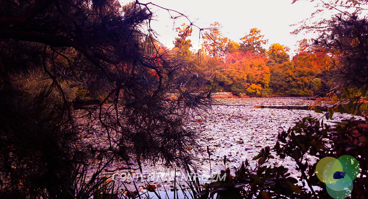 Ginkaku-Ji temple gardens, Kyoto © Content Catnip 2018 www.contentcatnip.co