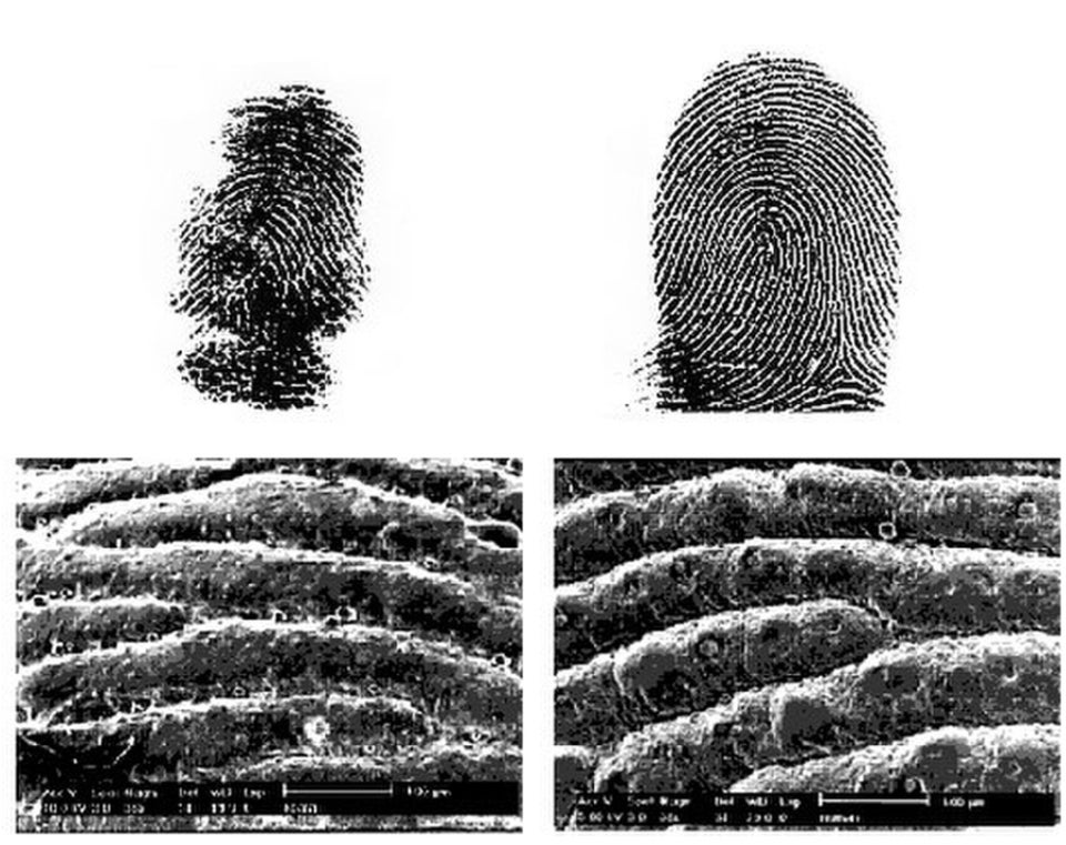A Koala fingerprint (left) versus a human fingerprint. 