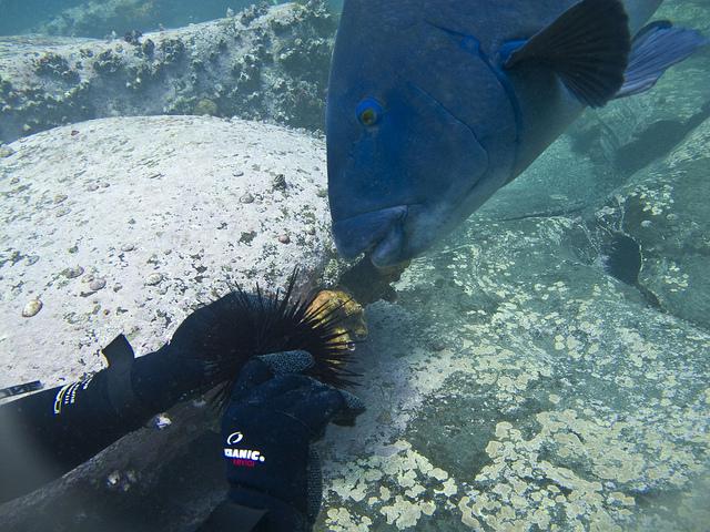 Impossibly Beautiful Sea Life of Sydney Harbour – Part 1
