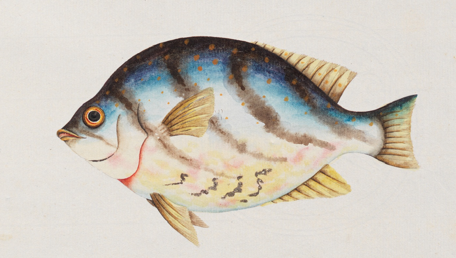 Unseen Art from Australia’s First Fleet http://wp.me/p41CQf-8h