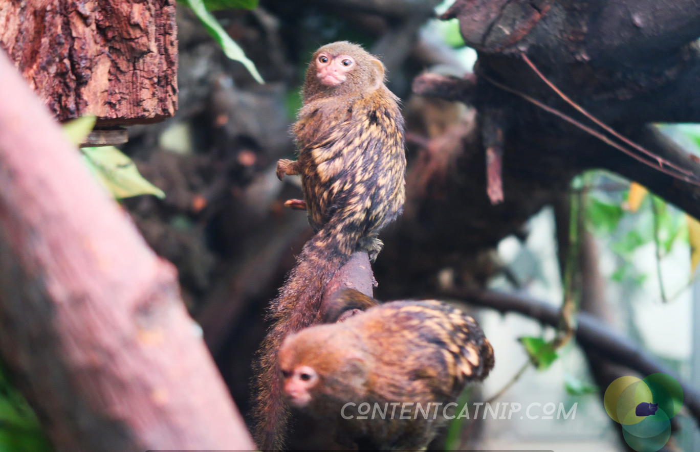 Pygmy marmoset. Warsaw Zoo Copyright Content Catnip 2019