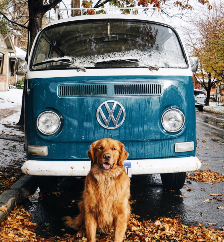 Frontier dog Aspen is one dapper and capable canine