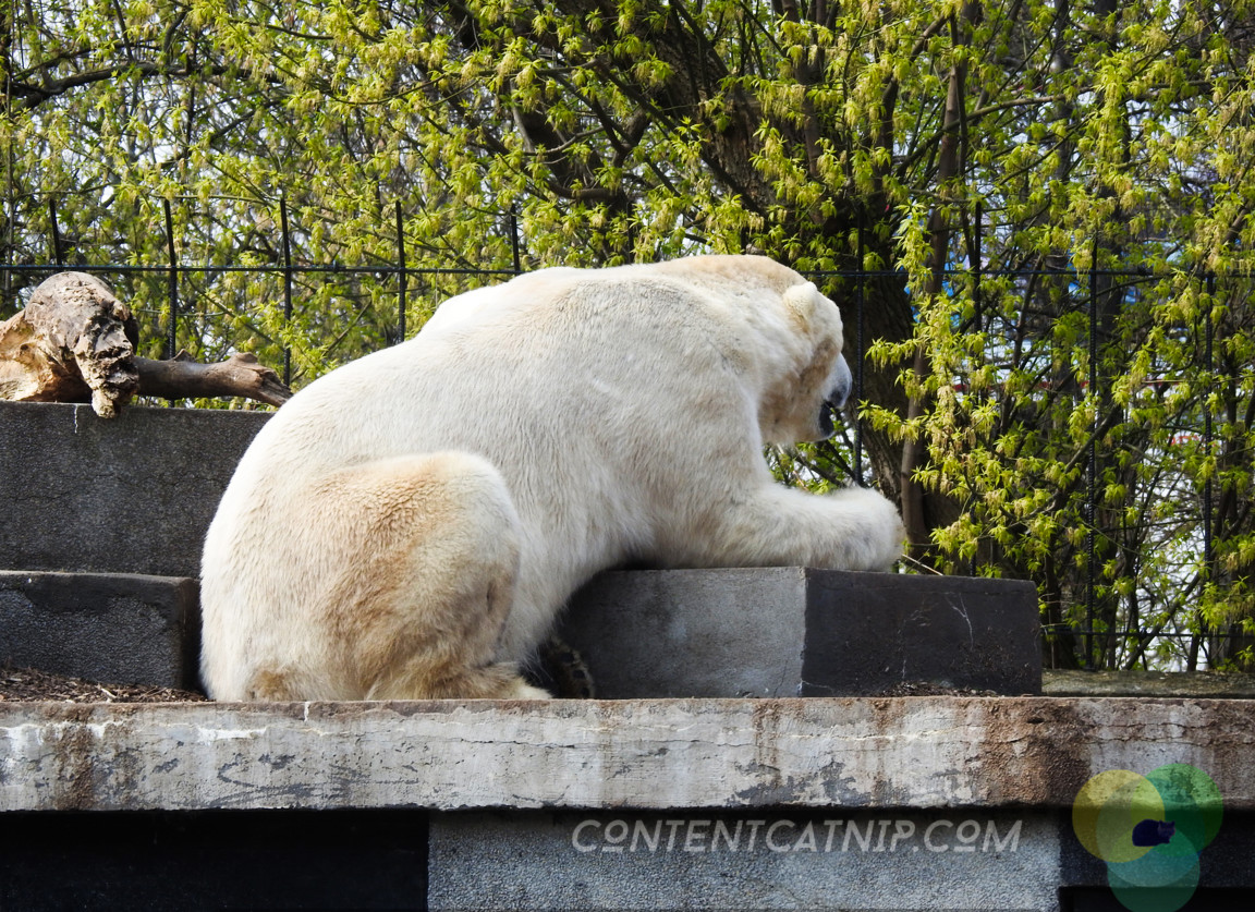 Two polar bears cling to a rock and lean back and forth in a pen full of rubbish and surrounded by a mote of water filled with algae and slime