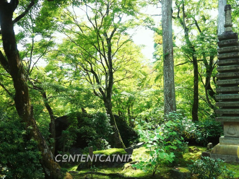 Japan’s 72 gossamer-light and poetic&nbsp;microseasons