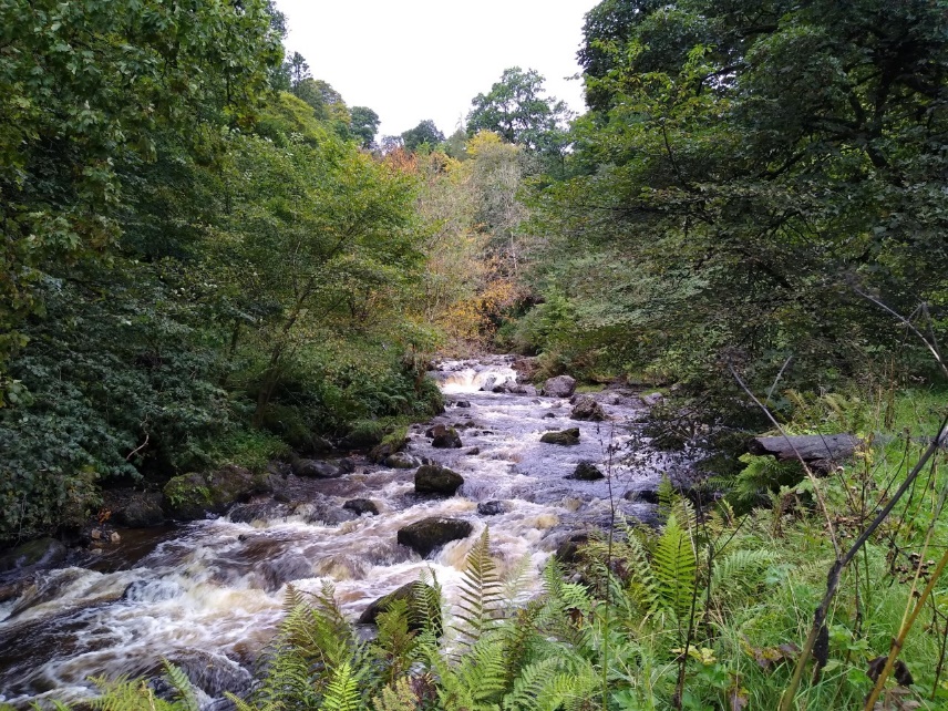 Artists and Writers in their own words: Jane Cornwell