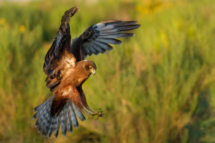 Kahu - Harrier Hawk- Birds, Mana and Maori Culture