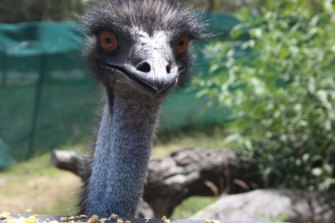 An emu looks me with its dead eyes at Moonlit Sanctuary on the Mornington Peninsula