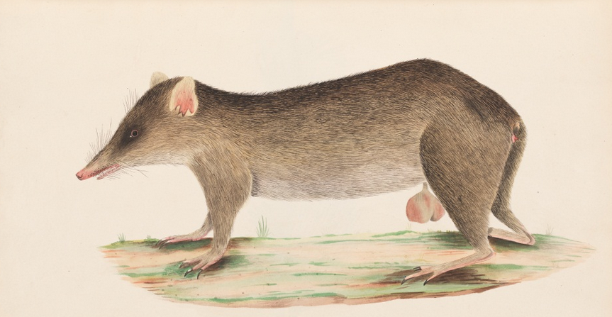 Unseen Art from Australia’s First Fleet http://wp.me/p41CQf-8h