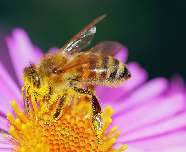 The Secret World of Bees 