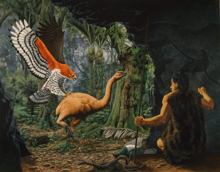 Haast eagle - Birds, Mana and Maori Culture
