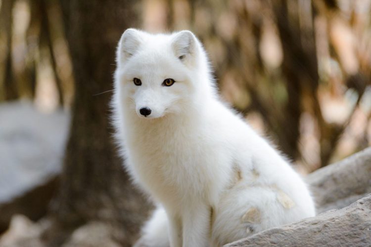 Arctic foxes are the artisans of their own vibrant gardens
