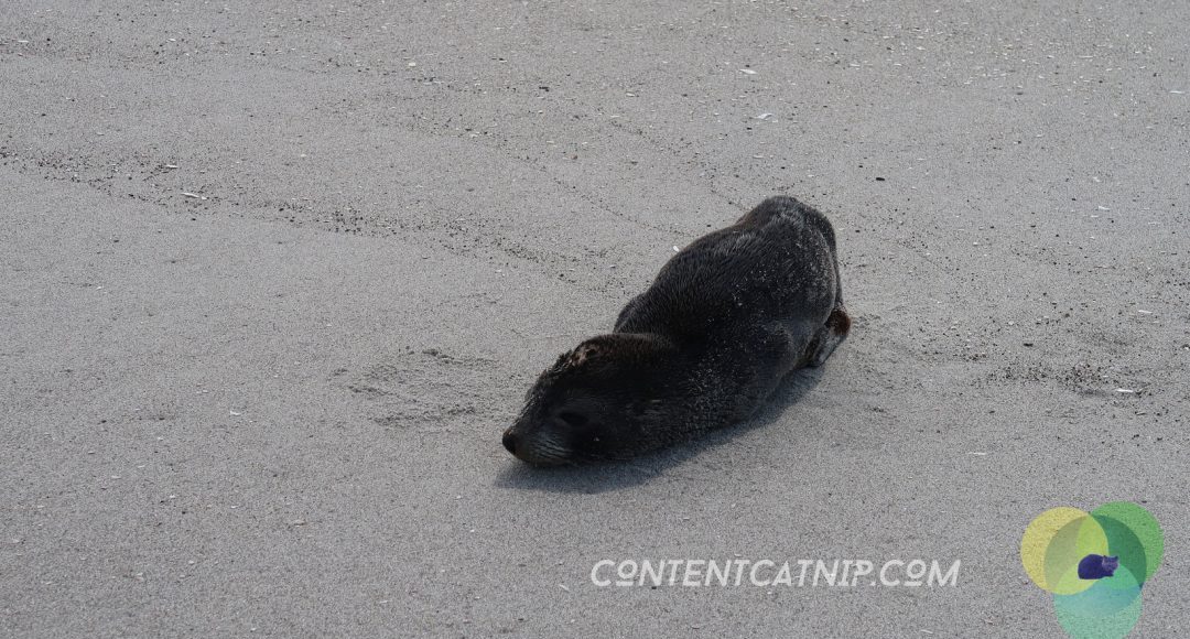 A roadtrip through the Bay of Plenty and Eastern Cape of the North Island