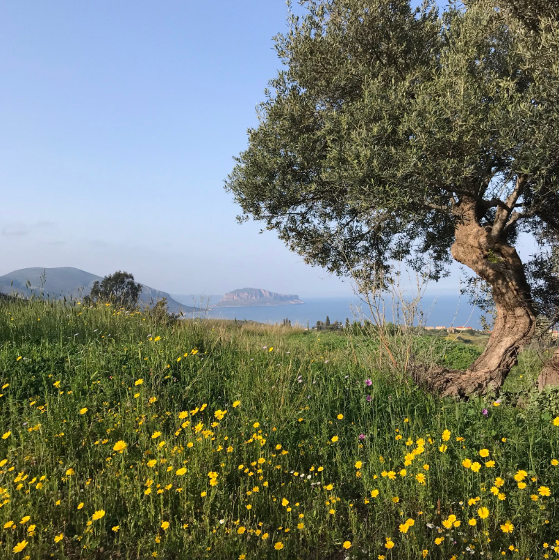 Ancient word of the day: Celandine 