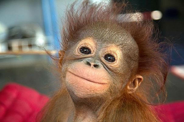 How you can fight against the palm oil industry and help orangutans