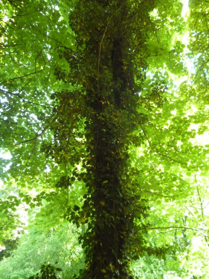 Travel: Walks along the Water of Leith, Edinburgh