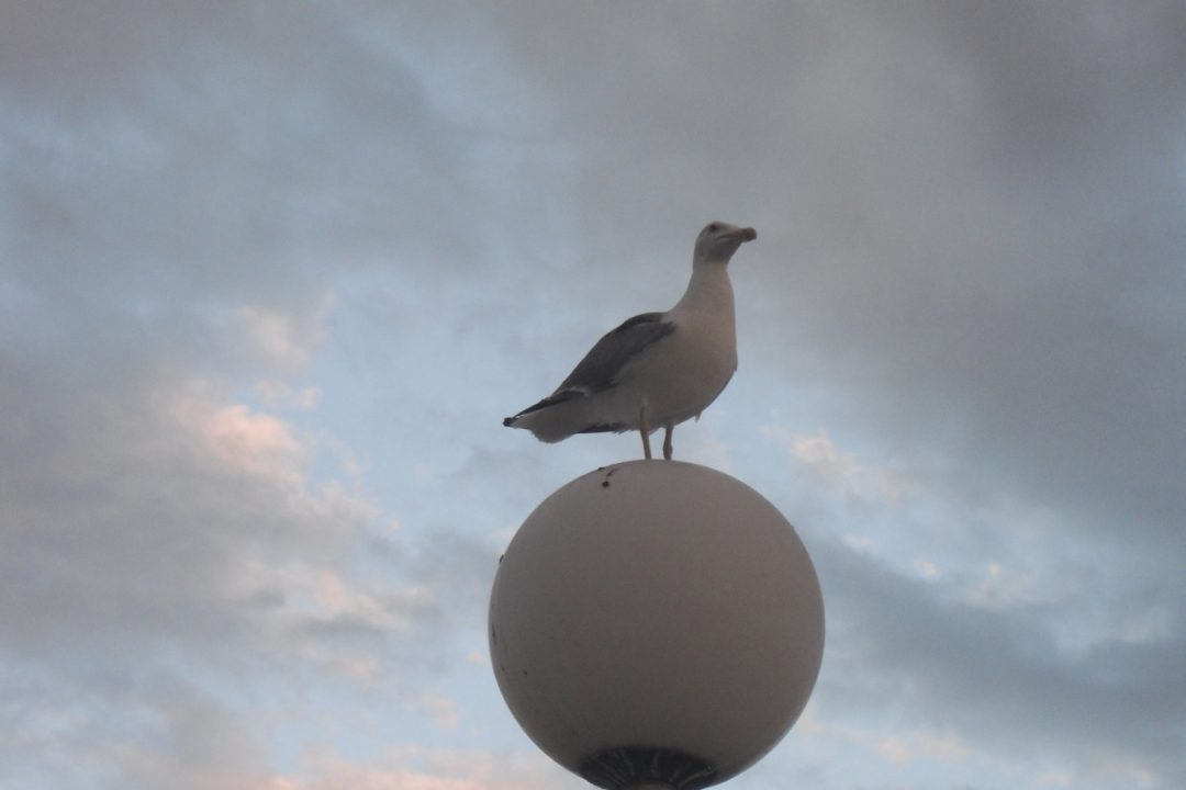 Thibaut Kinder's exhumed photographs from abandoned SD cards