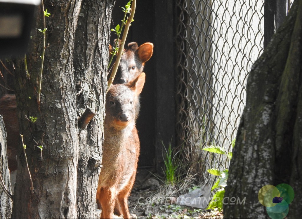 Southern Pudu Warsaw Zoo Copyright Content Catnip 2019