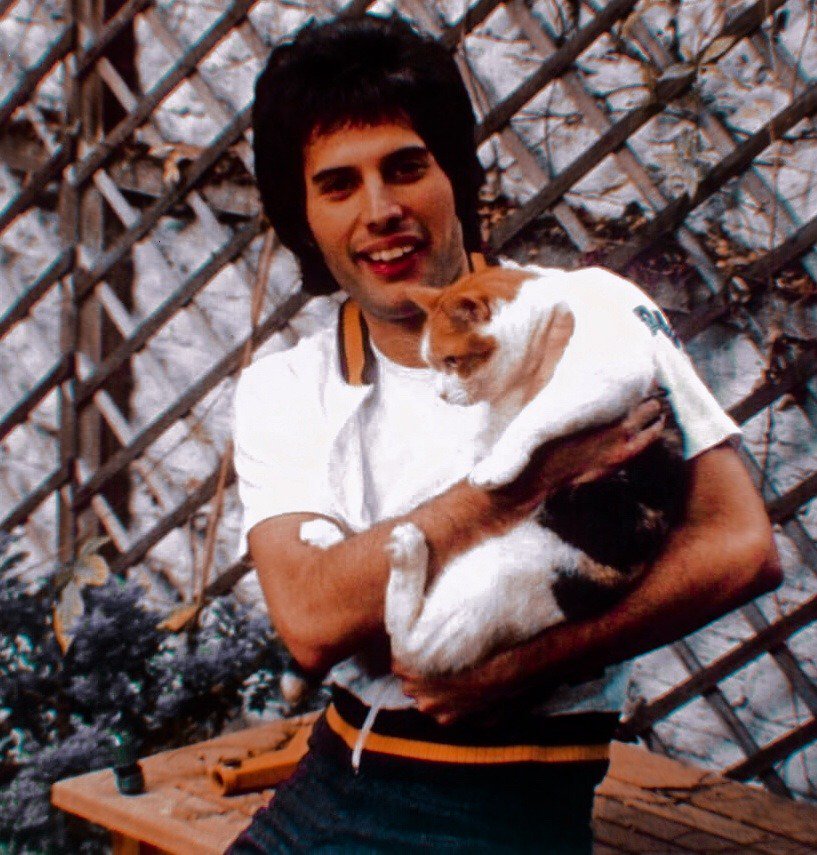 Freddy Mercury really loved his cats