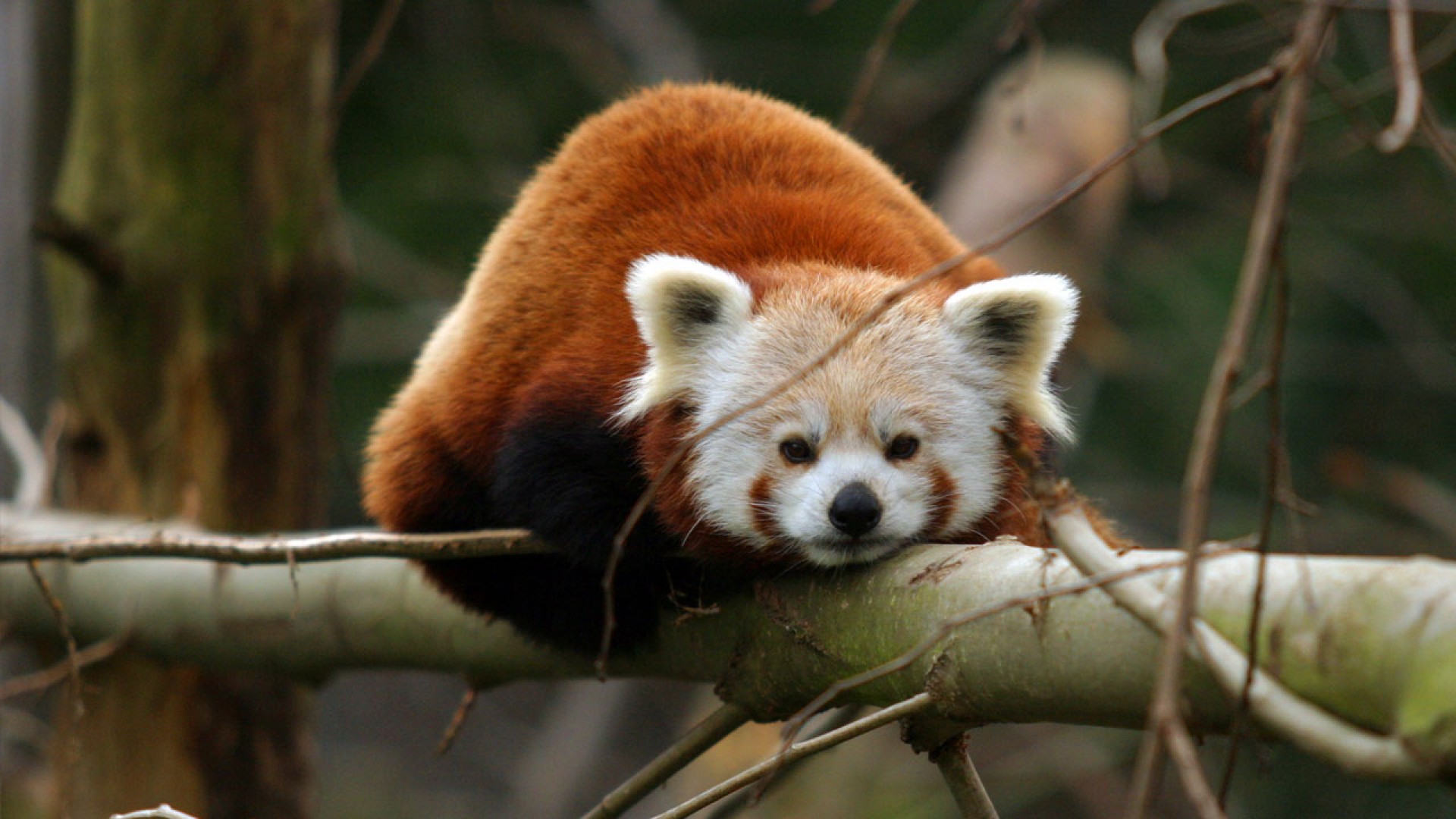 Six Quirky Facts About Red Pandas