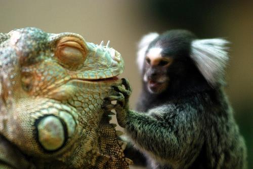 When Godzilla met King Kong when they were just kids