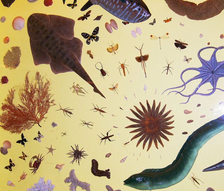 The Jigsaw Puzzle of Pangea: What It Tells Us About Our Fragile Human Lives