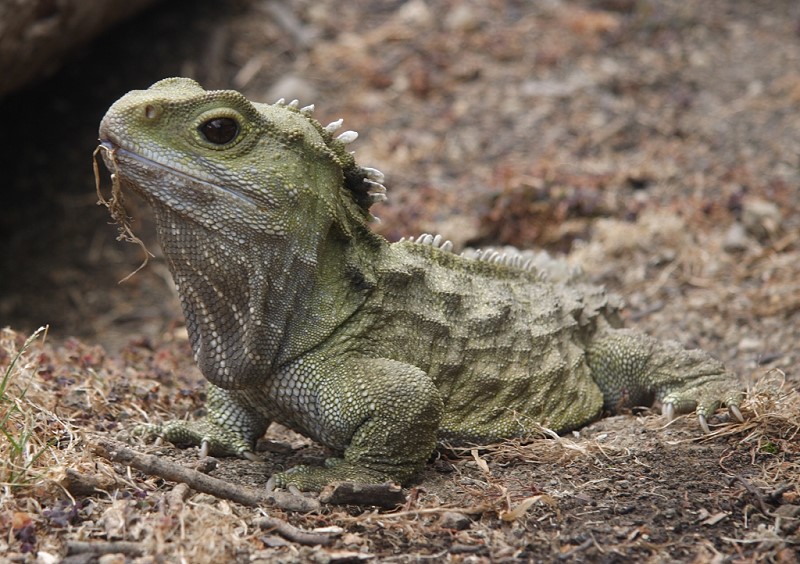 What New Zealand native species are you? Tuatara