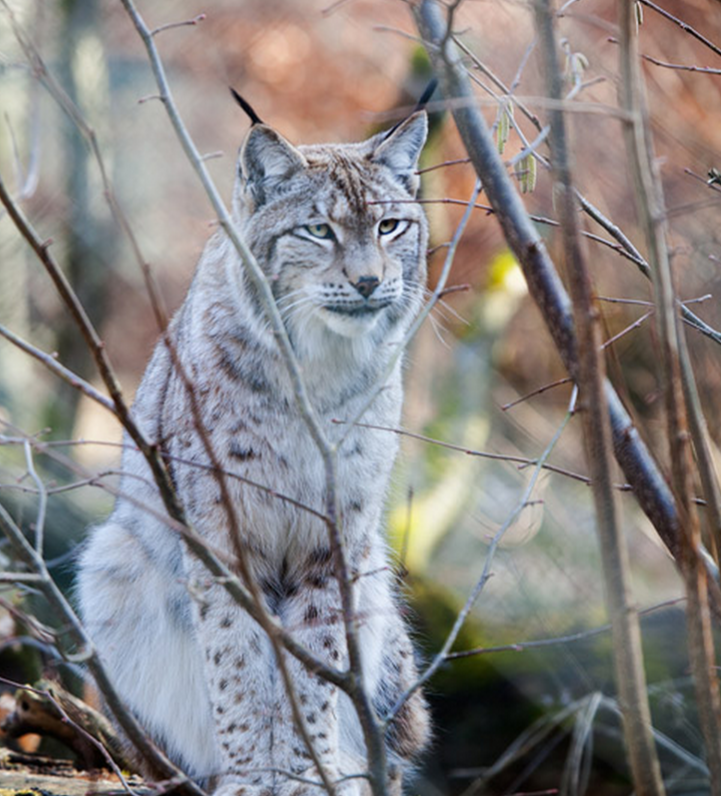 Bring Back The Eurasian Lynx To Britain!