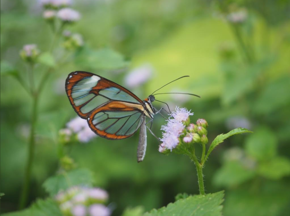 Ancient word of the day: Venation