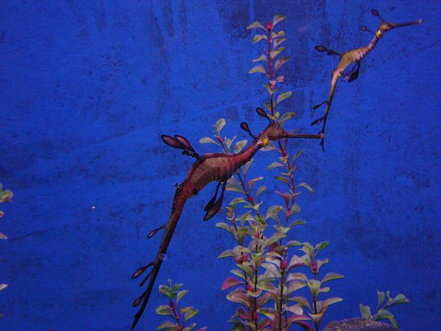 Impossibly Beautiful Sea Life of Sydney Harbour – Part 1_2