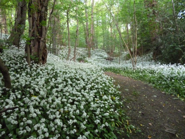 Adventures on the Forth and Clyde Canal