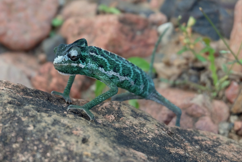 Socotran chameleon Chamaeleo monachus 