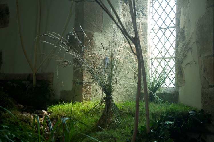 Churches, Weeds, Wildflowers and Wonder