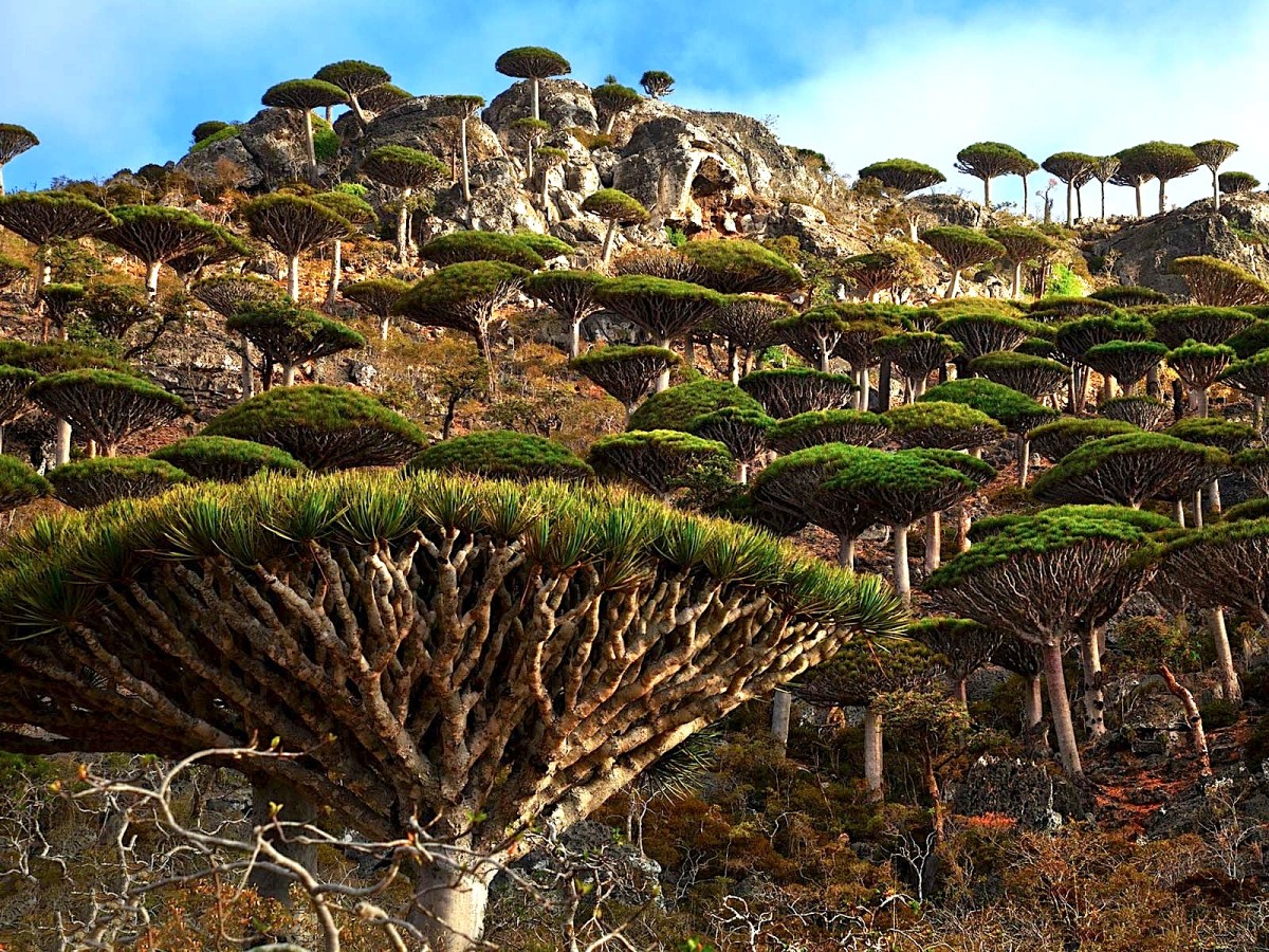 Welcome to a strange and forgotten alien world:&nbsp;Socotra