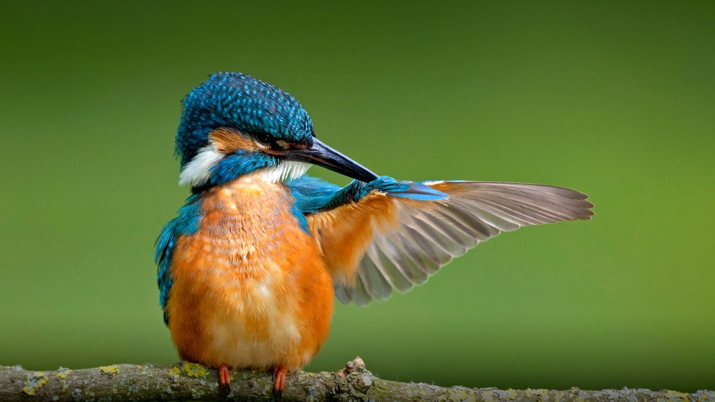 Kingfisher - Birds, Mana and Maori Culture