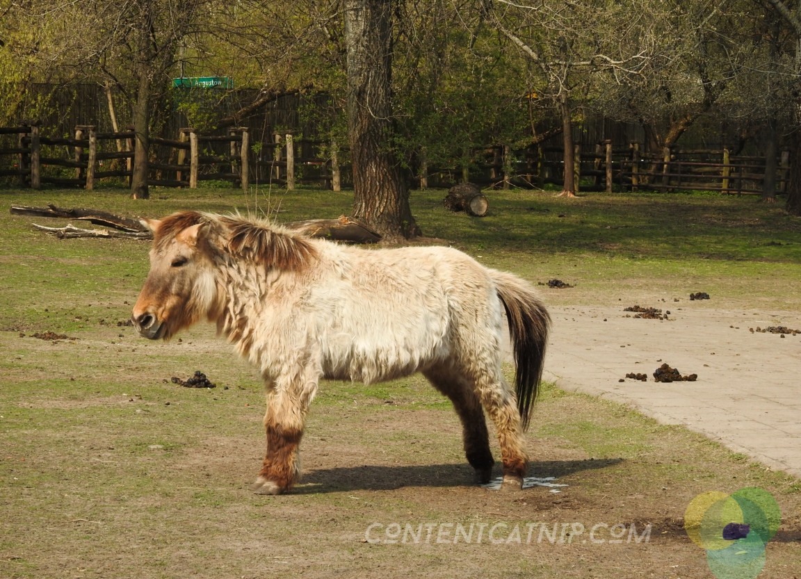 Mongolian horse Warsaw Zoo Copyright Content Catnip 2019