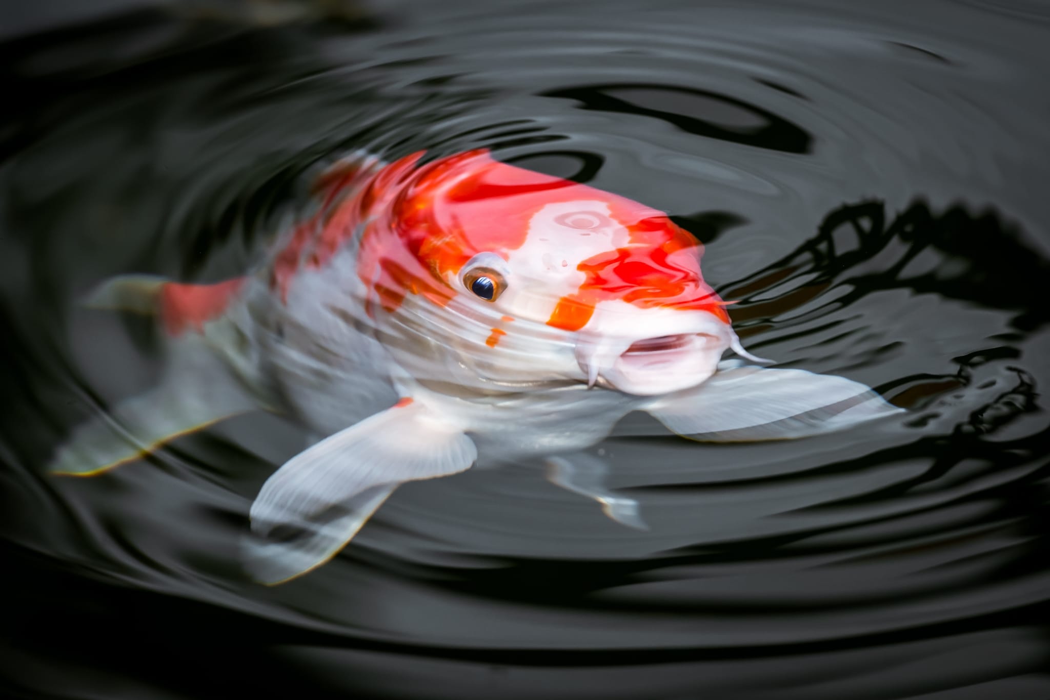 Hanako the 226 year old koi