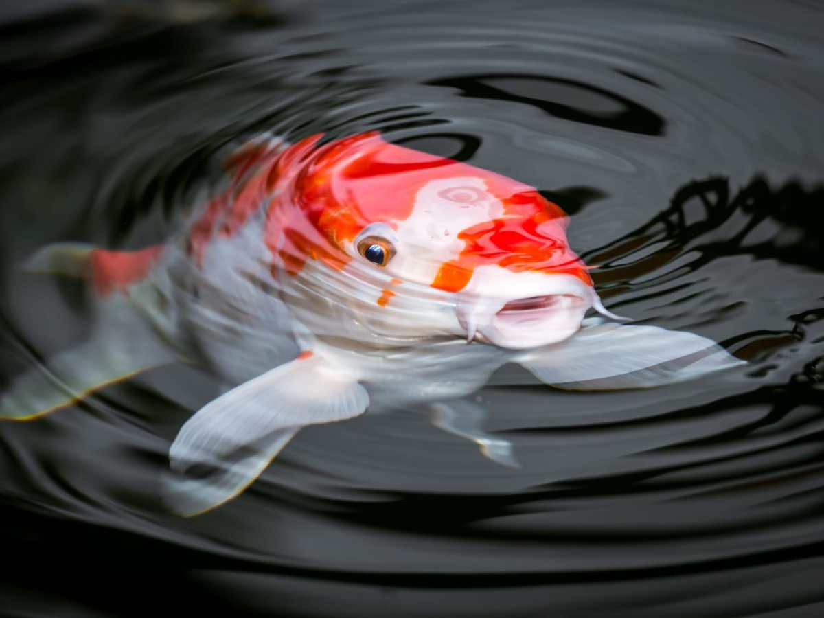 Hanako the 226 year old&nbsp;koi