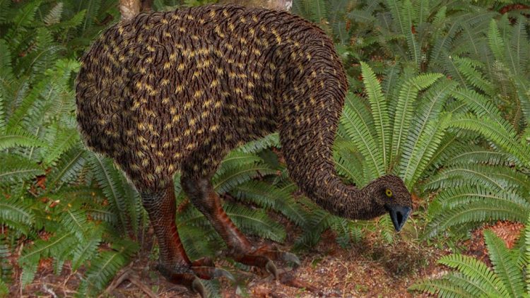 Moa - Birds, Mana and Maori Culture
