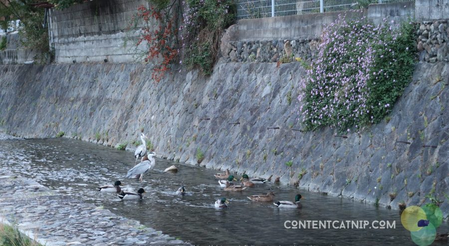 Travel: Cycling adventures along the Kamo river, Kyot
