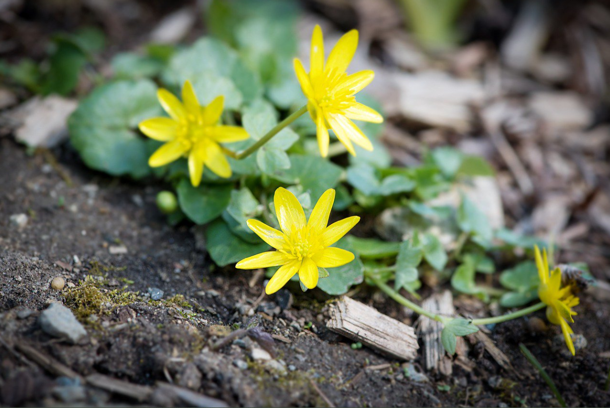 Ancient word of the day: Celandine