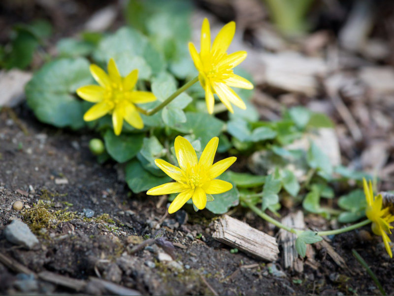 Ancient word of the day:&nbsp;Celandine