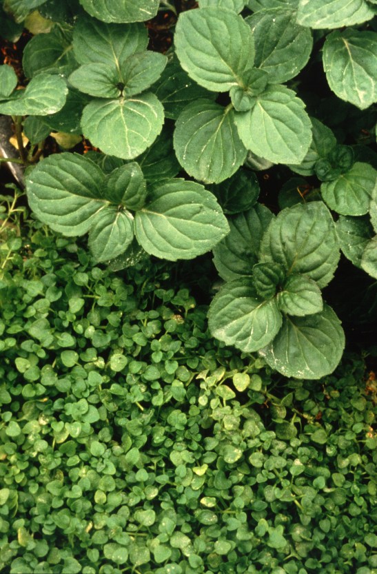 The Transformative Powers of Herbal Tea