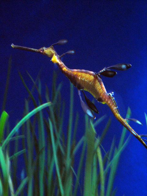 Impossibly Beautiful Sea Life of Sydney Harbour – Part 1