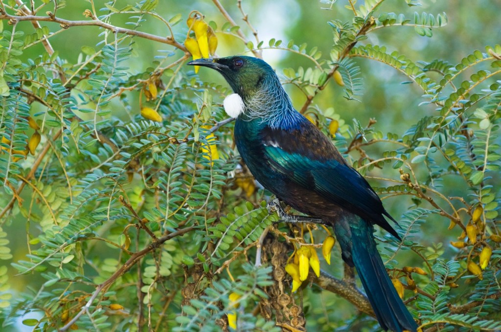 Tui - Birds, Mana and Maori Culture