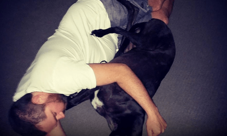 Seven Myths Dispelled About Greyhounds 