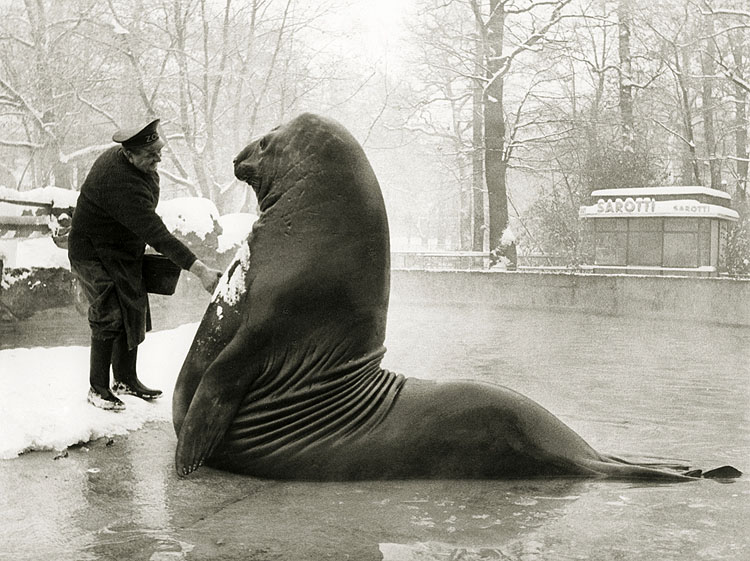 Roland: Gargantuan Elephant Seal From Berlin