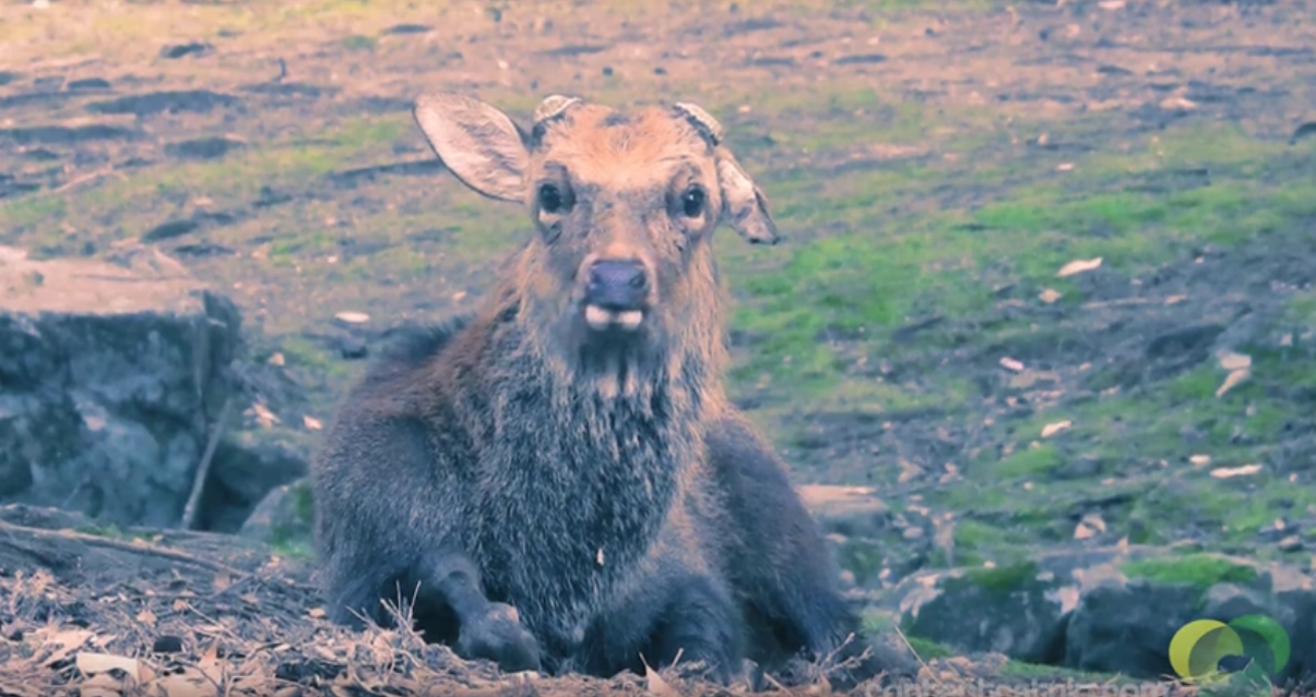Travel: A curious history of Nara's holy deer