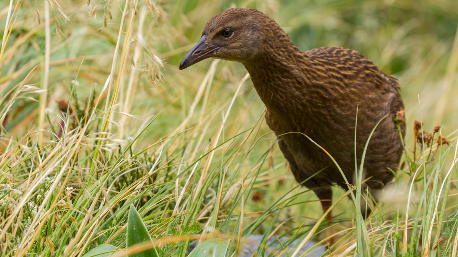 weka - Birds, Mana and Maori Culture