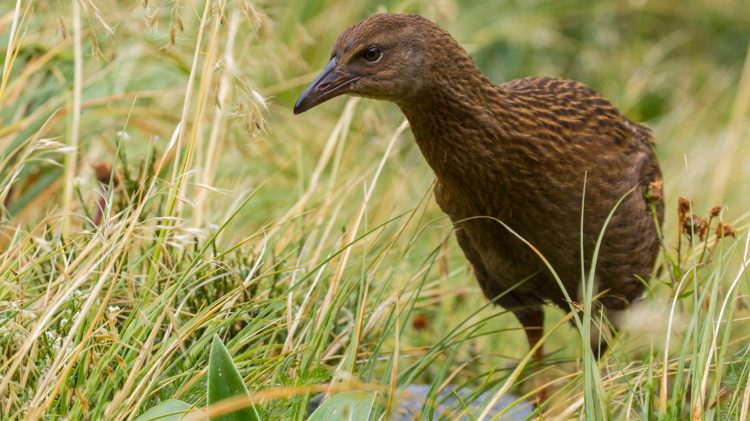 weka - Birds, Mana and Maori Culture 