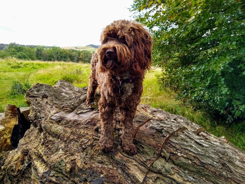 Artists and Writers in their own words: Jane Cornwell